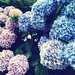 【動画付き】季節の折り紙ー6月の花の折り紙ー