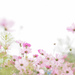 【動画付き】季節の折り紙ー10月の花の折り紙ー