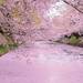『じゃらん』編集部が選んだ今年行ってみたい注目の“桜絶景スポット”ランキング発表！