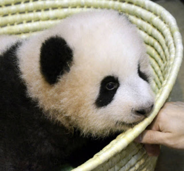 都内 持っているとお得がいっぱい 年間パスポートがおすすめの動物園 水族館６選 元気ママ応援プロジェクト