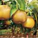 秋の2大フルーツ「梨・ぶどう」が人気の結果に！この秋行きたい味覚狩りランキング