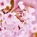 【2016年版】桜の開花シーズン♡都内で楽しめるお花見スポット4選