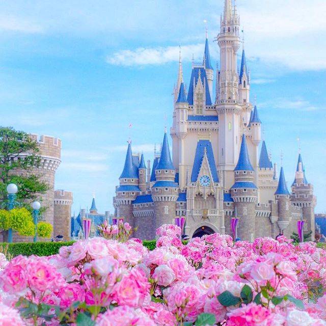 TokyoDisneyResort 東京ディズニーリゾート on Instagram: “Roses in full bloom! 優雅な世界へようこそ (Photo:@hirobob0802)  #cinderellacastle #tokyodisneyland #rose #シンデレラ城 #東京ディズニーランド #東京ディズニーリゾート #サクラガスミ #桜霞…” (194532)