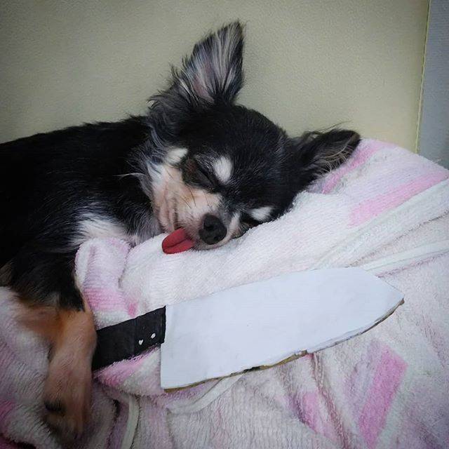 Yu☆wA on Instagram: “やめて...恐いわw。#チワワ#Chihuahua#愛犬#子供のいたずら#ダンボール工作#包丁#恐い#やめろ#ホラー#くうちゃんは爆睡 🐶💤” (197646)